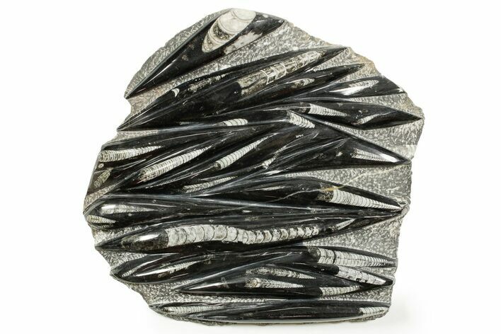 Polished Fossil Orthoceras (Cephalopod) Plate - Morocco #372655
